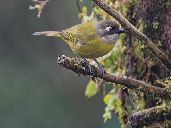 <h3><a href="/trips/costa-rica/biota/animalia/chordata/aves/040 passeriformes/126 emberizidae/chlorospingus flavopectus/chlorospingus flavopectus-nl.html">Chlorospingus&nbsp;flavopectus</a> / Common&nbsp;bush&nbsp;tanager / Briltangare</h3>OM-1 Mark II met OLYMPUS M.150-400mm F4.5, 1/2000 sec  bij F4.5, ISO 8000, afstand 7.11&nbsp;m